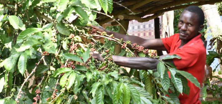 Uganda field crop Coffee